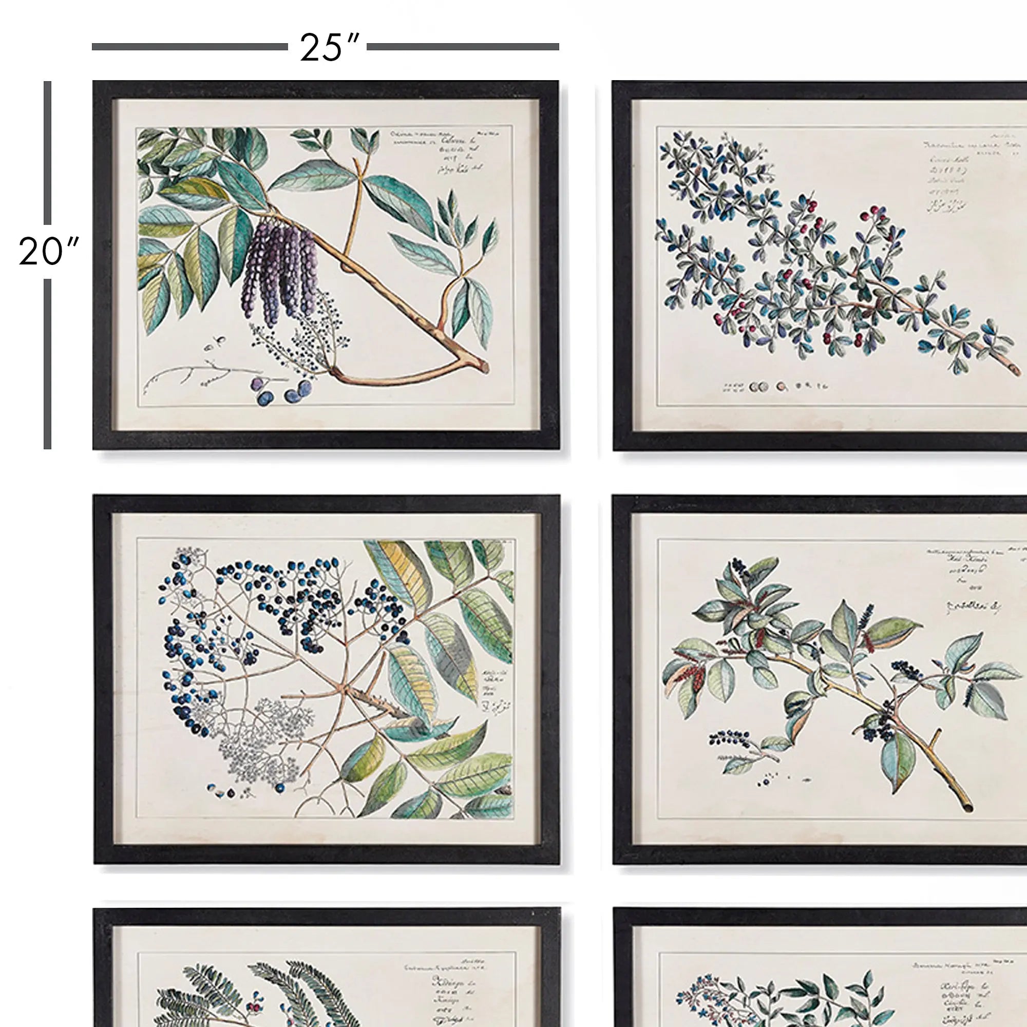 BERRY BRANCH BOTANICAL STUDY, SET OF 6 Villa Decor & Design