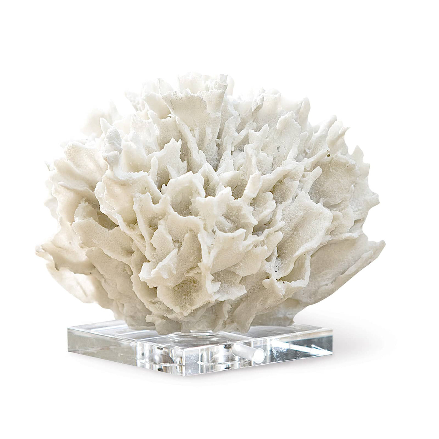 Ribbon Coral on Acrylic Base