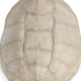 Turtle Shell Accessory